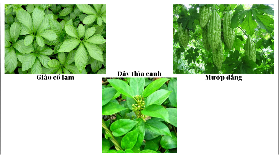 Thành phần của trà Diabetna  Thành phần của trà Diabetna